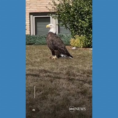 VIDEO: Driver spots bald eagle in Minnesota neighborhood