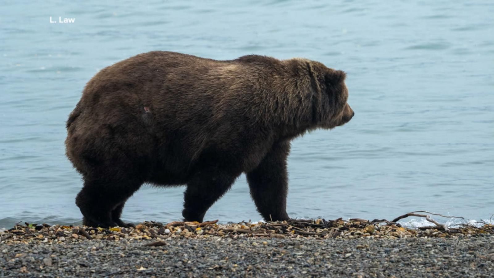 Voters cast ballots for bulkiest bear as Alaska’s “Fat Bear Week” comes