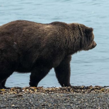 VIDEO: Voters cast ballots for bulkiest bear as Alaska’s “Fat Bear Week” comes to a close