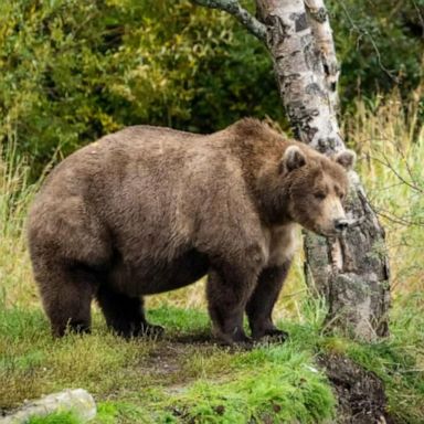 VIDEO: Voters cast ballots for bulkiest bear as Alaska’s 'Fat Bear Week' wraps