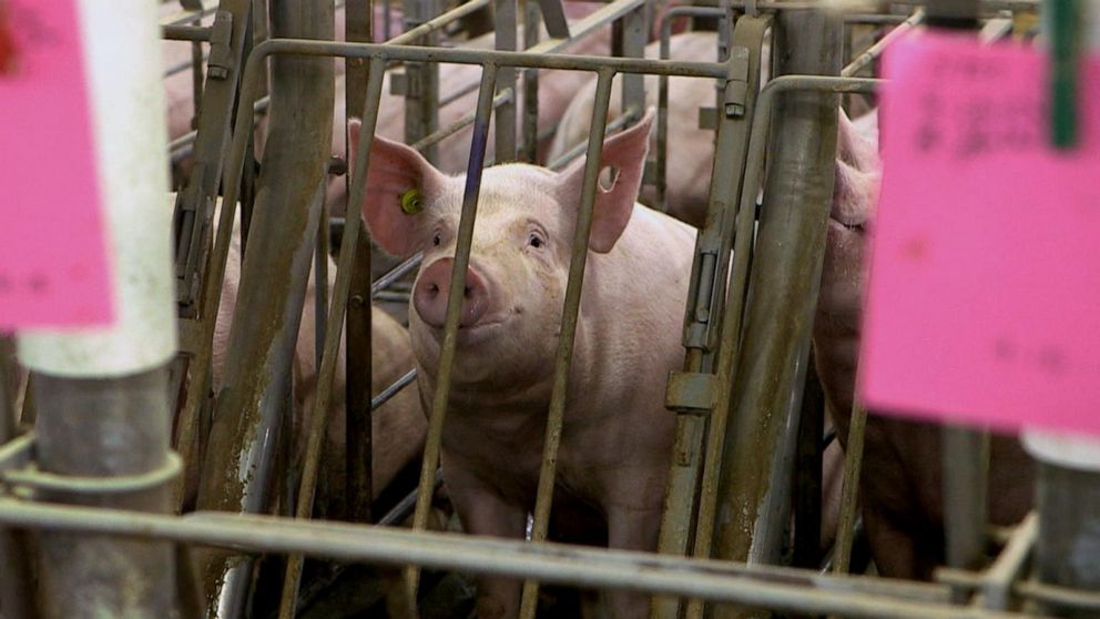 Supreme Court battle over 'cruelty' to pregnant pigs could affect pork  prices, animal care - ABC News