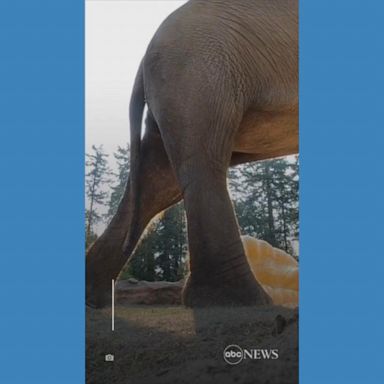 VIDEO: Family of elephants feasts on giant pumpkins at the Oregon Zoo