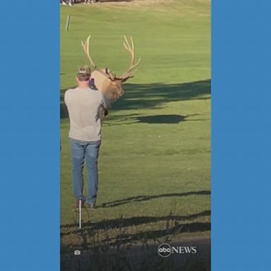 VIDEO: Bull elk charges photographer in Colorado