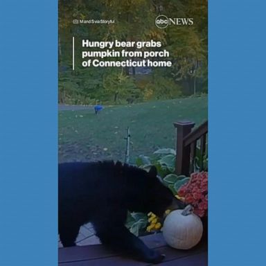 VIDEO: Hungry bear grabs pumpkin from porch of Connecticut home