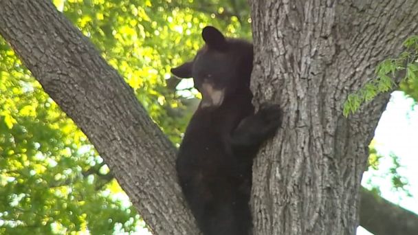 Video New Jersey restores black bear hunt - ABC News