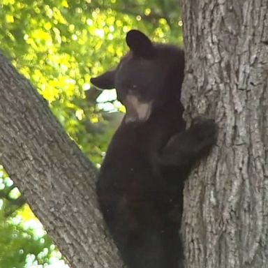 The New Jersey Fish and Game Council voted on Tuesday to reinstate the state's black bear hunt despite controversy. 