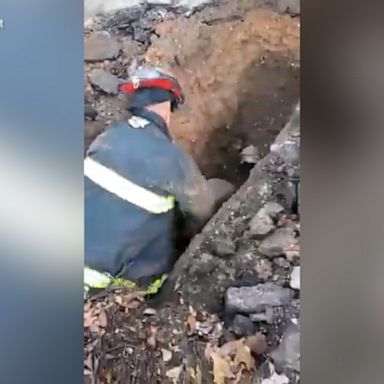 The dog likely chased another animal into the pipe before getting stuck.