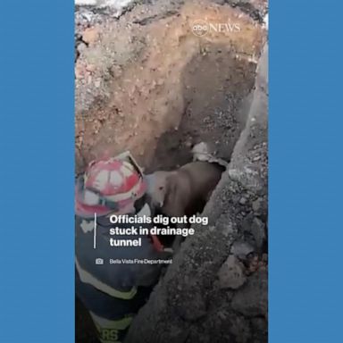 VIDEO: Officials rescue dog from drainage tunnel