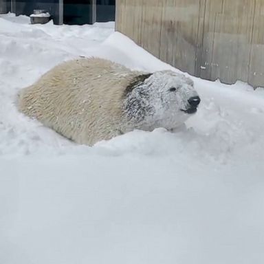 VIDEO: Polar bear plays in snow