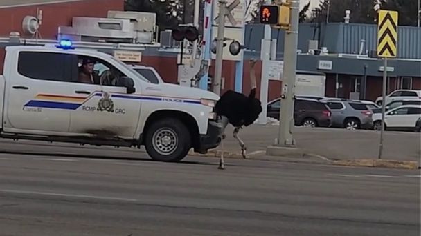 Canadian police chase runaway ostrich