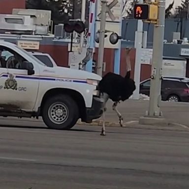 VIDEO: Canadian police chase runaway ostrich