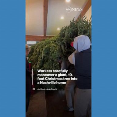 VIDEO: 19-foot Christmas tree carried into Nashville home