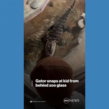 VIDEO: Gator snaps at kid from behind zoo glass