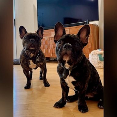 A pregnant woman was walking her two French bulldogs in Los Angeles County when an armed man took both dogs, but the animals were reunited with their owners Friday evening, police said. 