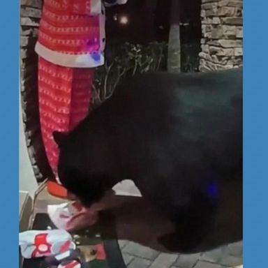 VIDEO: Hungry bear snatches bag of chicken nuggets, fries from porch