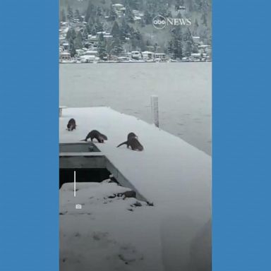 VIDEO: Otters use snow-covered jetty as personal slide