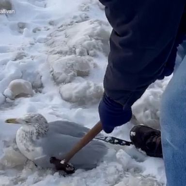 A Buffalo couple rescued 16 birds stuck in ice along LaSalle Park's waterfront after a historic winter storm swept through the region. 