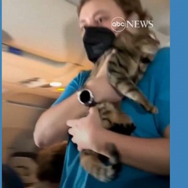 VIDEO: Flight attendant helps lost cat find owner