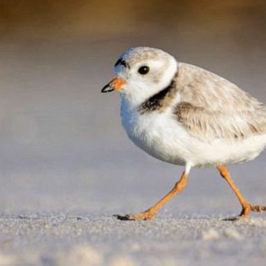 About 70 species of birds have lost at least half of their populations in the past 50 years. 