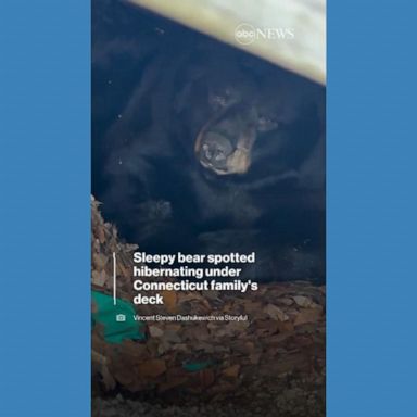 VIDEO: Sleepy bear spotted hibernating under family's deck