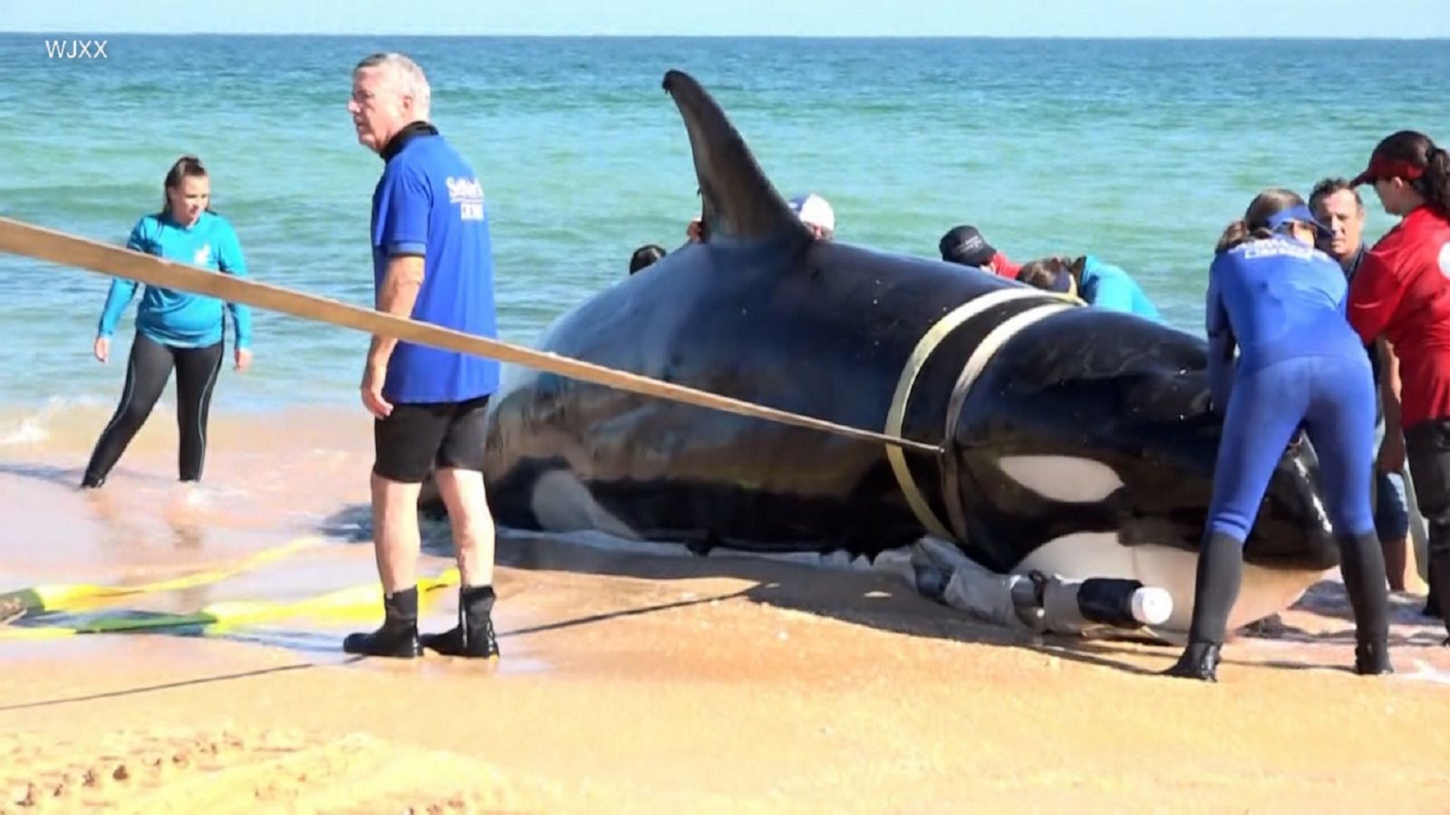 Calls grow for federal probe into whale deaths along Northeast beaches