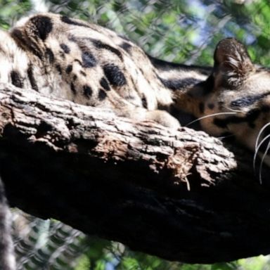 A clouded leopard escaped from its enclosure after a fence was intentionally cut, prompting the zoo to close for a day. 