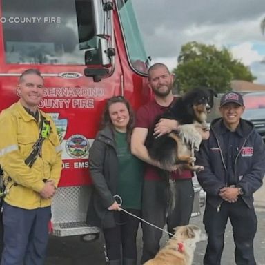 Members of San Bernardino County Fire rescued the dog nearly a mile downstream from where it fell into the water, officials said.