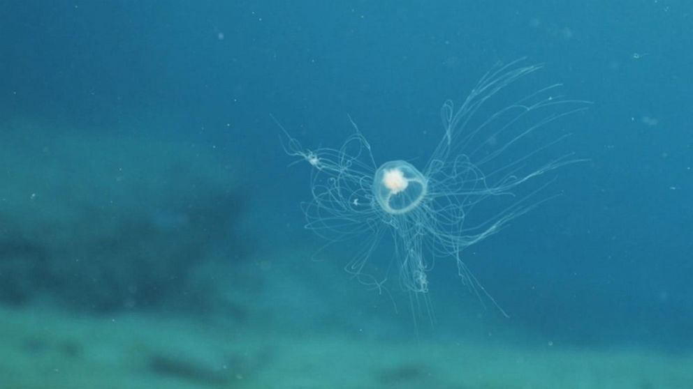 Video The immortal jellyfish and the secrets to longevity - ABC News