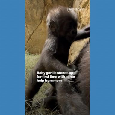 VIDEO: Baby gorilla stands up for 1st time with mom's help