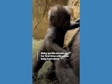 WATCH:  Baby gorilla stands up for 1st time with mom's help