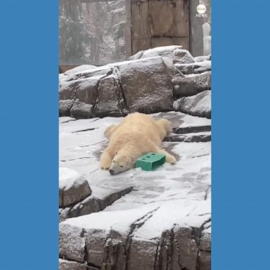 VIDEO: Polar bear slides down snowy hill