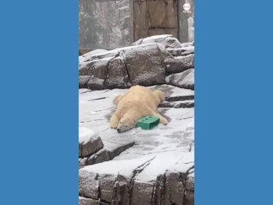 WATCH:  Polar bear slides down snowy hill