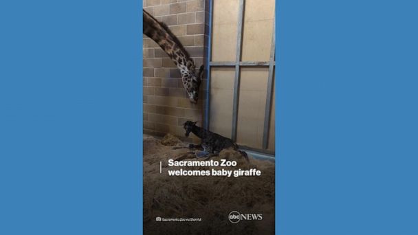 Video Sacramento Zoo welcomes baby giraffe - ABC News