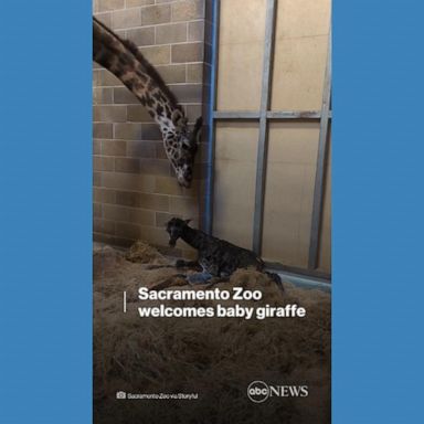 VIDEO: Sacramento Zoo welcomes baby giraffe