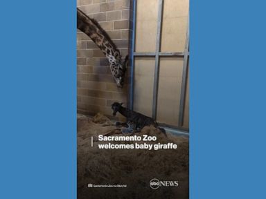 WATCH:  Sacramento Zoo welcomes baby giraffe