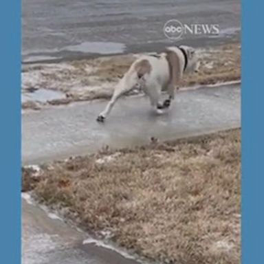 VIDEO: Bulldog loses footing on icy sidewalk