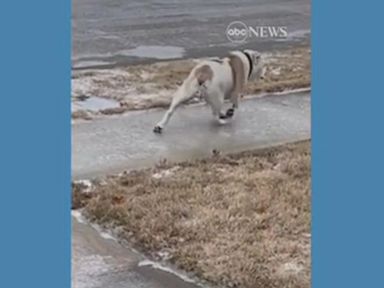 WATCH:  Bulldog loses footing on icy sidewalk