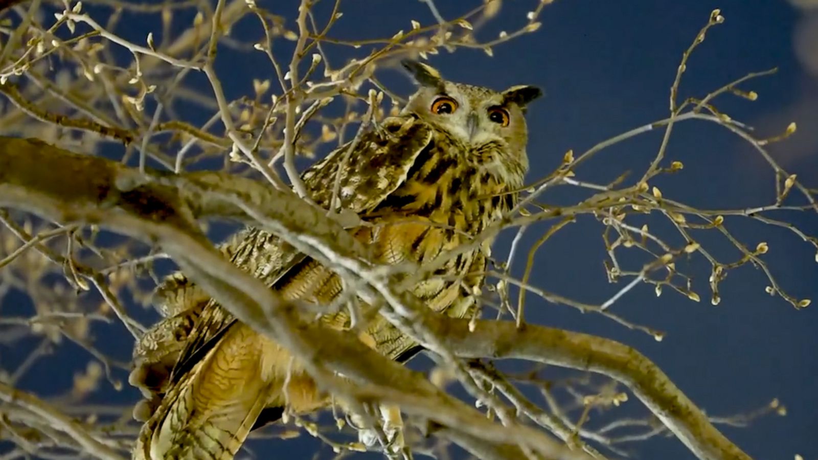 Central Park Zoo owl on the loose after exhibit vandalized - Good