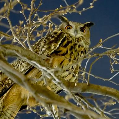 PHOTO: The Eurasian eagle owl was spotted perched in a tree near the zoo on Friday.