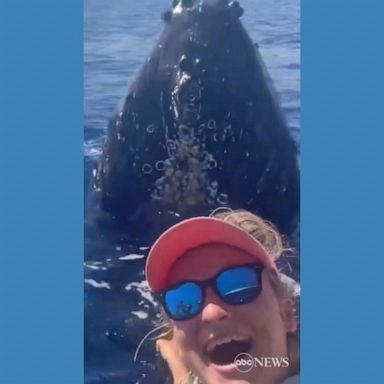 VIDEO: Humpback pops up for photo op with whale-watchers