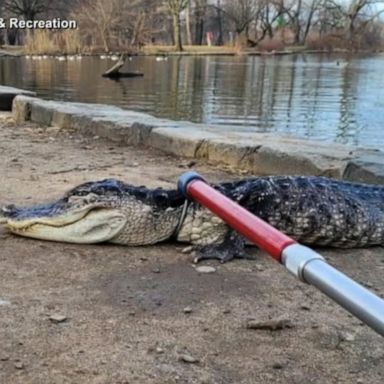 The alligator was pulled from a lake in Prospect Park in Brooklyn and was brought to the Bronx Zoo for rehabilitation. 