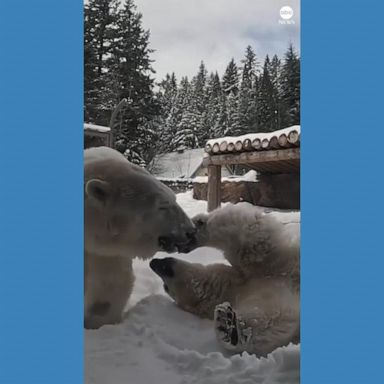 VIDEO: Polar bears frolic in snow at Oregon Zoo