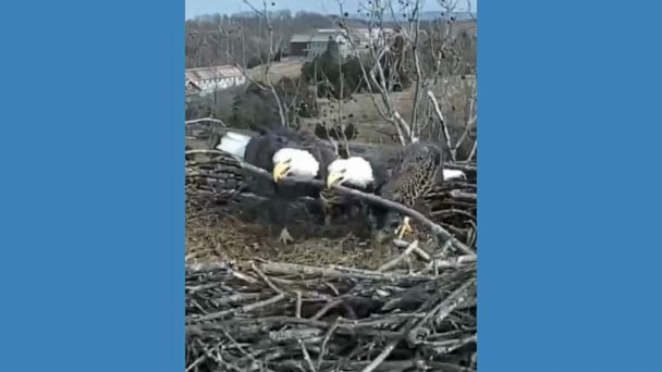 Video Bald Eagles Work Together To Build Nest - ABC News