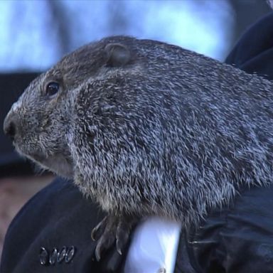 Punxsutawney Phil awoke this morning to see his shadow which means that -- according to legend -- there will be six more weeks of winter.