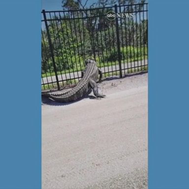 VIDEO: Giant gator bends metal fence while forcing its way through