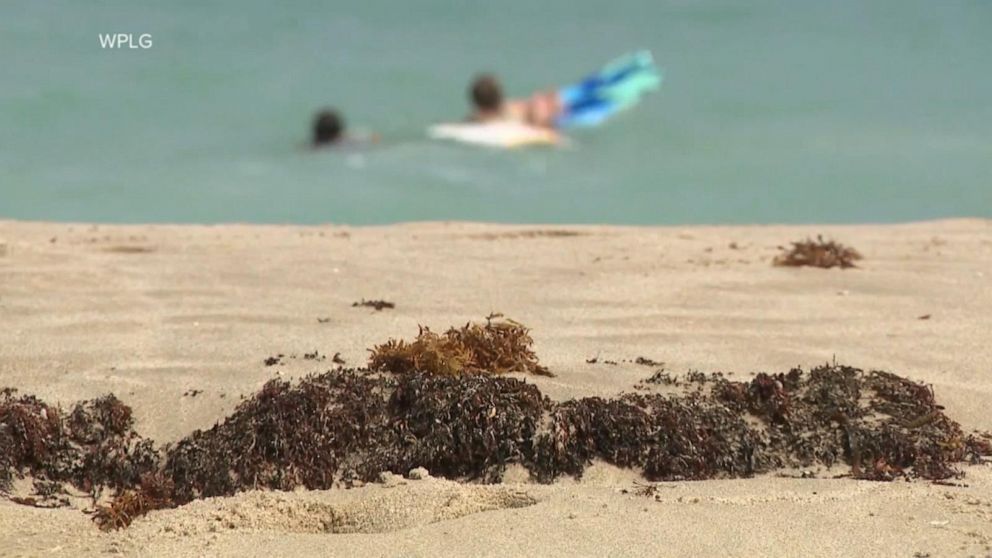 Video Massive sargassum seaweed bloom headed to Florida is a mystery to ...