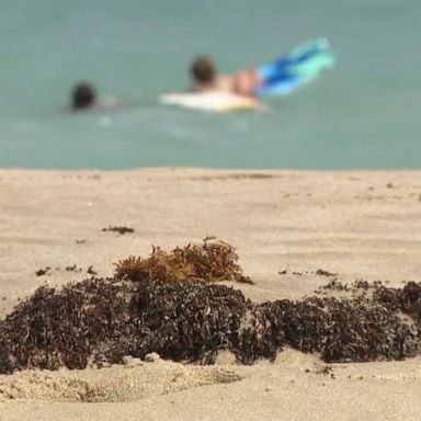 A massive sargassum seaweed bloom headed to Florida and the Gulf of Mexico is poised to potentially harm beaches and tourism by emitting stinky gas.