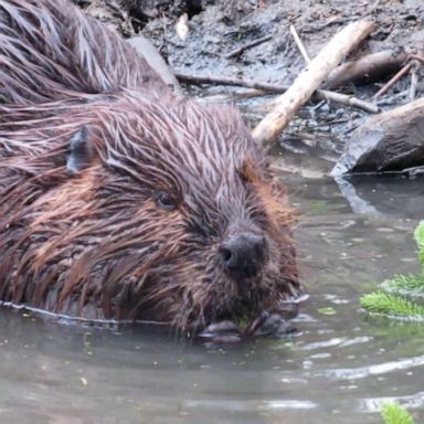 Beaver dam analogs are man-made structures that mimic real beaver dams and prevent water from flowing too quickly downstream.