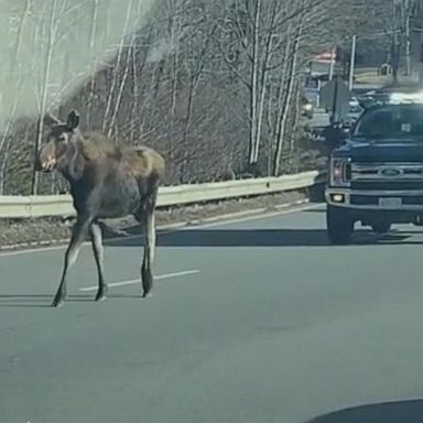 VIDEO: Traffic slows for moose on Massachusetts roadway