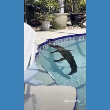 VIDEO: Alligator cools off in Florida swimming pool